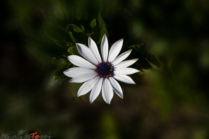 fiori 2